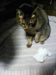 ??????〓19.gif