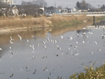 かもめ達.gif
