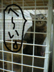 とわきち小屋入り.gif